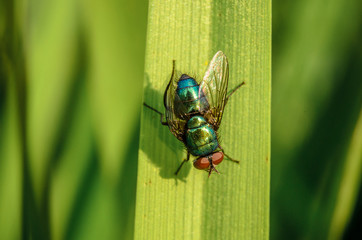 Little fly on green grass