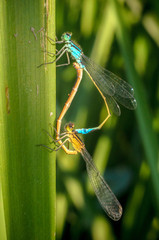 Beautiful dragonfly on the grass