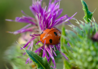 Beautiful Ladybug in the wild