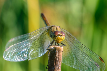 Beautiful dragonfly on the grass