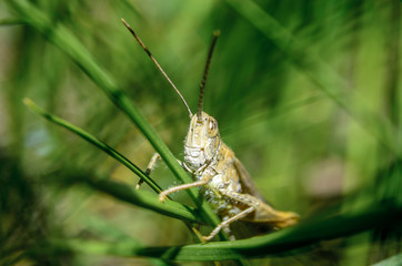 Cute Grasshopper in the macro world