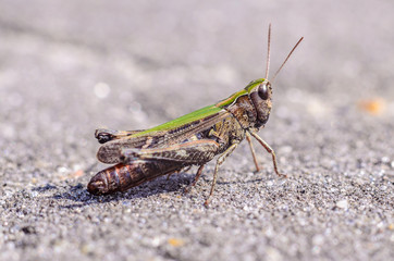 Cute Grasshopper in the macro world