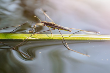 Cute insects on the water