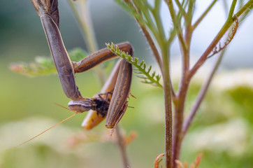 Insect Mantis well disguised