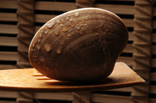 Callista chione ft8105_7436 Fasolare Smooth clam Vongolone صدف هموار Fasolara