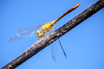 Beautiful Dragonfly on the wire