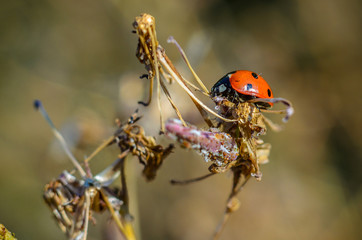 Fototapeta premium Beautiful Ladybug in the wild