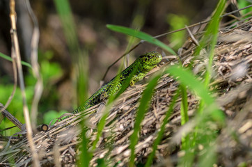 Lizard masked in the grass