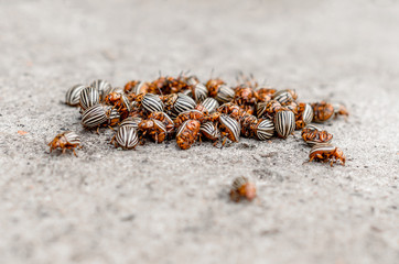 Colorado potato pest beetle