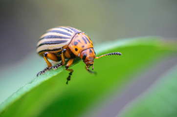 Colorado potato pest beetle