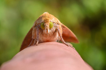 Little Moth on a man's finger