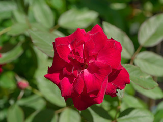 Red rose flower.