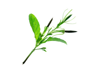 Waterkanon, Watrakanu or Minnieroot seeds