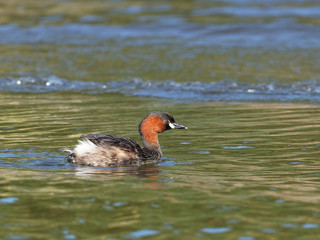 Lake Naivasha Safari