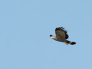 Lake Naivasha Safari