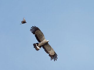 Lake Naivasha Safari