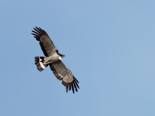 Lake Naivasha Safari