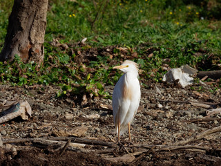 Lake Naivasha Safari