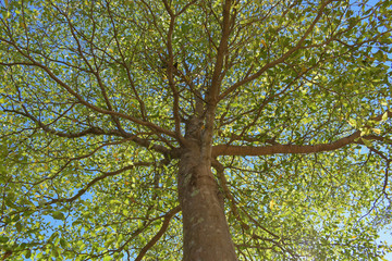 green leaf branchs of big tree in nature