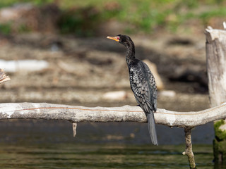 Lake Naivasha Safari