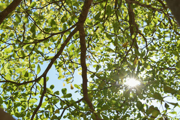 sun light through green leaf branchs of big tree