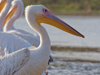 Lake Naivasha Safari