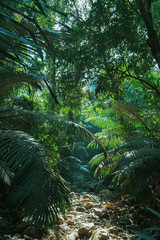 Fototapeta na wymiar palm trees in the jungle