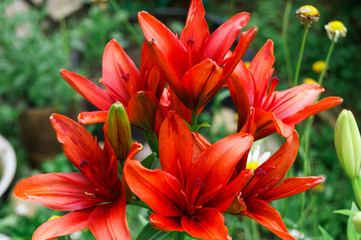 Garden red orange lily