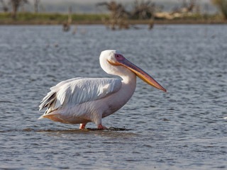 Lake Naivasha Safari