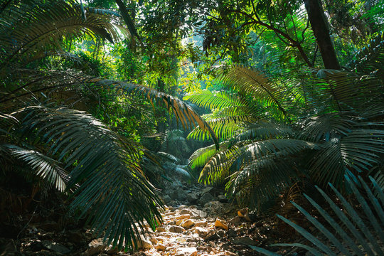 Fototapeta in the jungle
