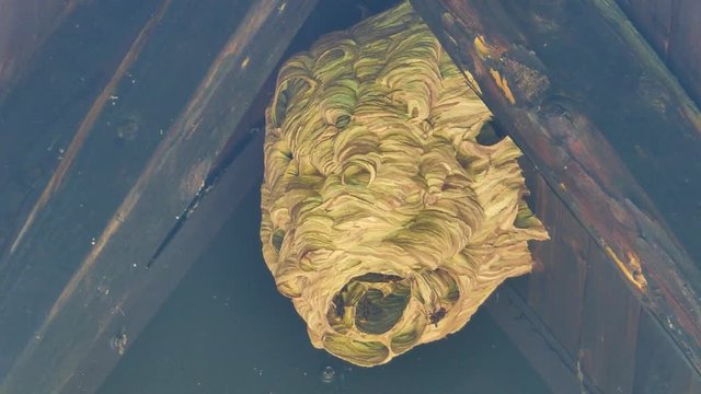 Footage of a hornests nest under a house roof