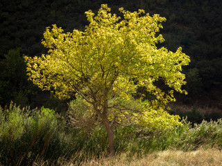 silver birch tree backlit in the autumnal sun of zion national park in utah in america