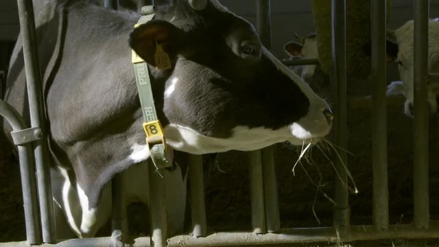 mucca nella stalla