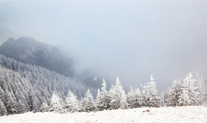 winter landscape with snowy fir trees in the mountains