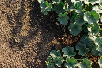 Cucumbers grow