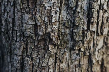 Obraz premium Wood texture