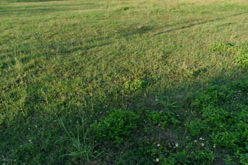 green land grass field