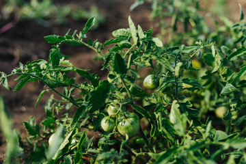 Green tomatoes grow in the garden