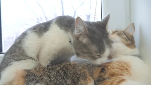 funny video cat. cats lick each other lifestyle kitten. slow motion video. Cats grooming and licking each other. pet a cute video