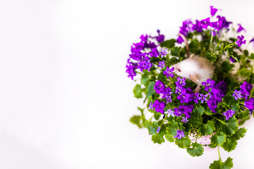 Cute little white rat with big ears siting in the bush of purple flowers on the white background