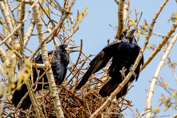 Crows couple sits in its nest on a tree