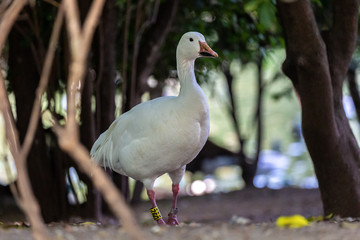 white goose in the park