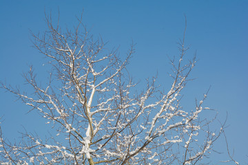 zimowe drzewo © Mariusz Sowula