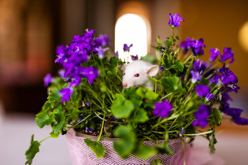 Cute little white rat with big ears siting in the bush of purple flowers on the warm yellow background