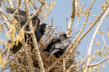 Fototapeta premium Crows couple sits in its nest on a tree