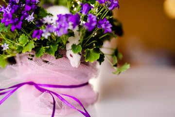 Cute little white rat with big ears siting in the bush of purple flowers on the warm yellow background