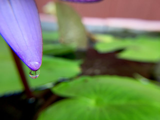 Beautiful violet or purple lotus flower with water droplets on the petals is complimented by the...