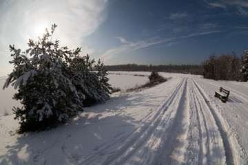 zimowa droga pośród iglaków © Mariusz Sowula