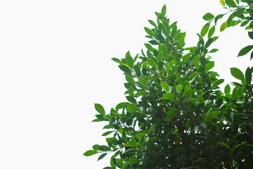 rain drop water on green leaf nature, abstract greenery background