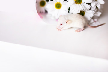 Cute little white rat with big ears siting in the white flowers on the white background